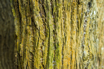 Obraz premium Bark texture background.