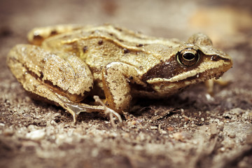 Moorfrosch auf einem Waldweg - Rana arvalis in einer Makroaufnahme - mit weichem Bokeh