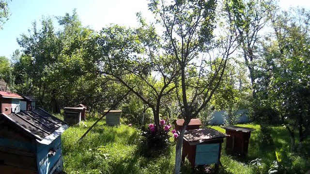 Bees are flying into blue beehive wooden boxes in the garden in the ukrainian vilage.