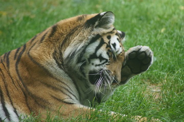zoo de servion