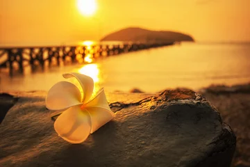 Crédence de cuisine en verre imprimé Frangipanier White frangipani on grey rock during sunset time.