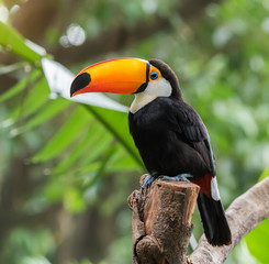 Toucan bird on the forest