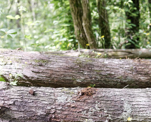 detail of cutted trunk