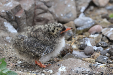Arctic Tern (Sterna paradisaea), young chick, Farne Islands, Northumbria, England, UK.