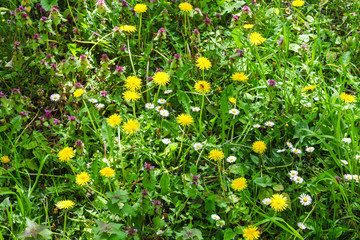 Blühende Blumenwiese im Frühsommer