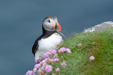 Papageitaucher mit Blumen