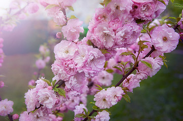 high resolutuion cherry blosoom