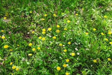 Naklejka premium Blühende Blumenwiese im Frühsommer