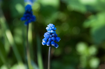 Mus cari flower or grape hyacinth