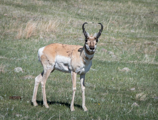 Badlands Antelope