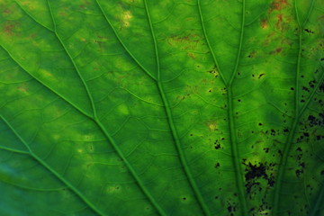 Background for Green Leafs Lotus Flower