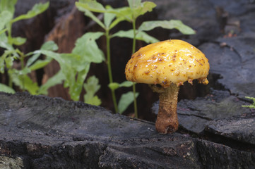 Pholiota aurivella mushroom and Oak seedlings
