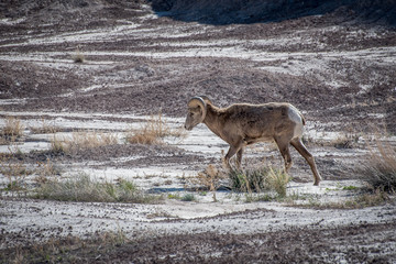 Badlands Sheep