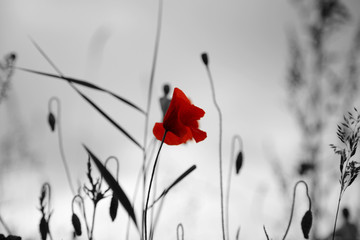 Poppy in a field with selective colour