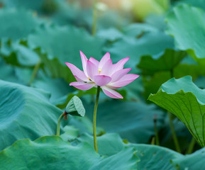 blooming lotus flower