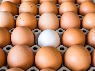 Close-up view of raw chicken. Every egg is a yellow egg, with the exception of white duck eggs.The duck eggs shows prominently surrounded by chicken eggs.