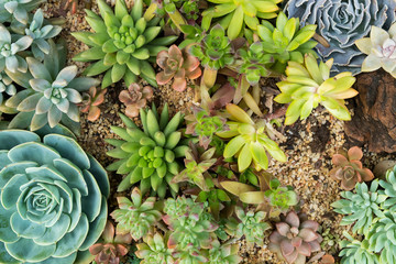  Miniature succulent plants in garden