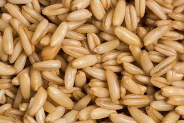 Wheat, barley and oat