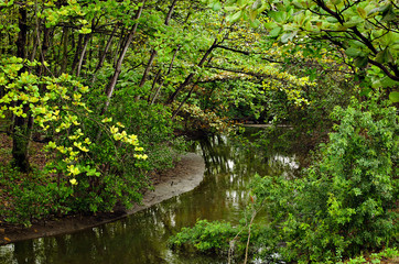 Obraz premium River in the forest