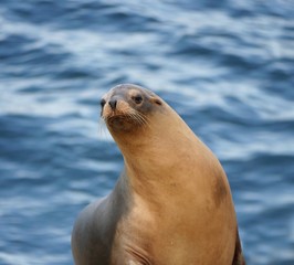 Fototapeta premium Seal