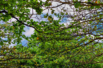 High leafs and trees