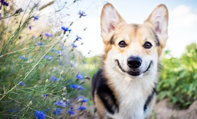 Afwasbaar Fotobehang Hond Gelukkige en actieve rasechte Welsh Corgi-hond buiten in de bloemen op een zonnige zomerdag.
