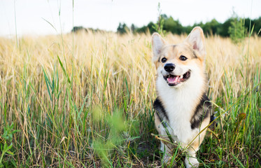 Happy and active purebred Welsh Corgi dog outdoors in the flowers on a sunny summer day. - obrazy, fototapety, plakaty