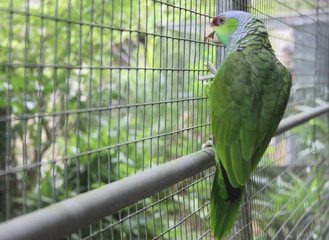 Perroquet  © yannpro