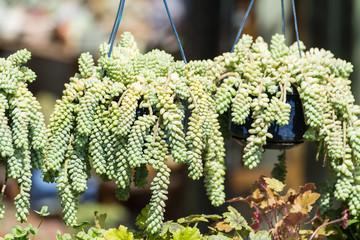 cactus succulents in a planter