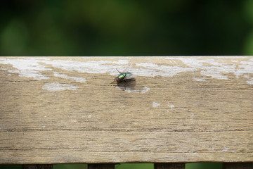 Schmeißfliege