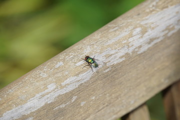 Schmeißfliege