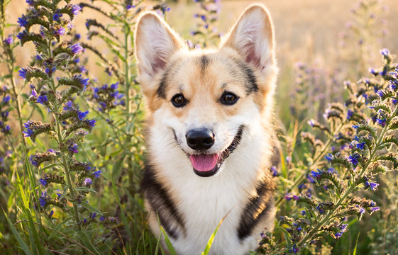 Happy and active purebred Welsh Corgi dog outdoors in the flowers on a sunny summer day.