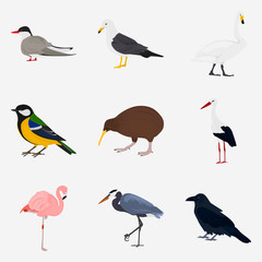 Set of different birds color flat icon for web and mobile design