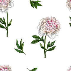 Seamless pattern with gently pink peony flower isolated on white background. Vector illustration.