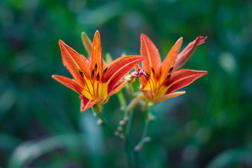 Orange Lily with Green Background