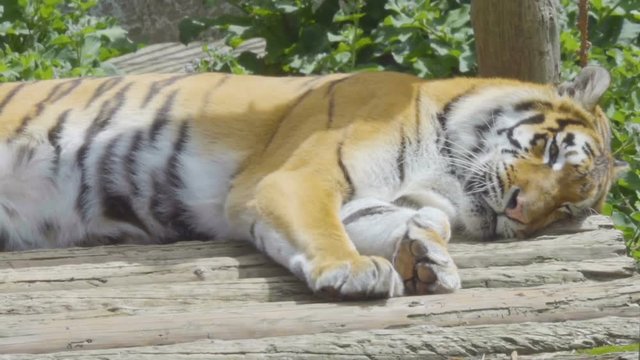 Young bengal tiger lying  on boards on  wooden bridge. Large tiger rests on a hot, sunny day. Striped Tiger close-up.