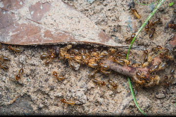 termite