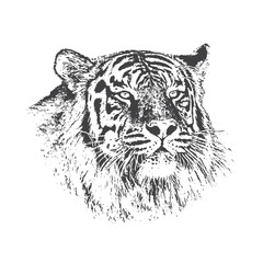 Head of tiger