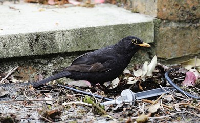 Common blackbird with  a grub