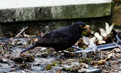 Common blackbird with  a grub