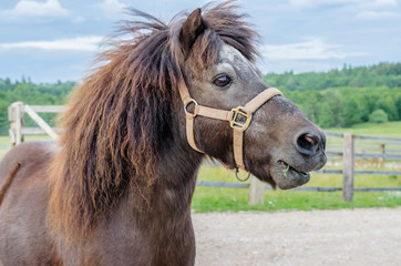 A beautiful playful pony brown horse walks around the farm. - 164384116