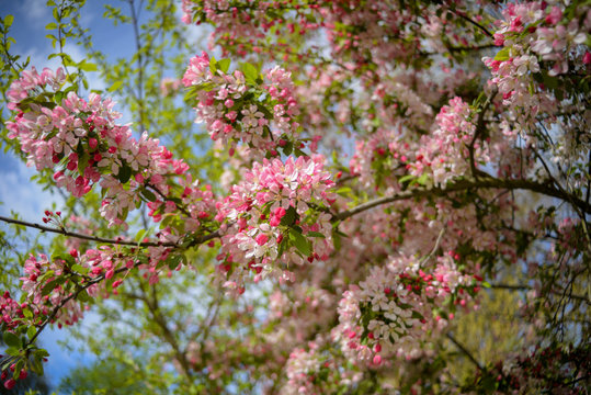 tree blooming with pink  and white flowers
