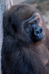 Female Gorilla