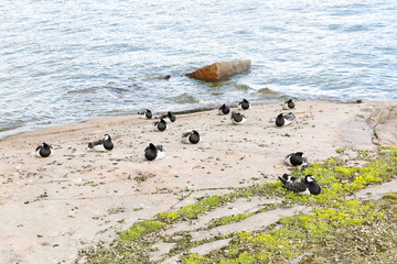 Many barnacle goose birds at sea coast