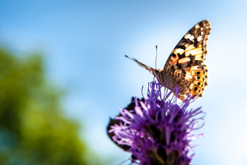 motyl
