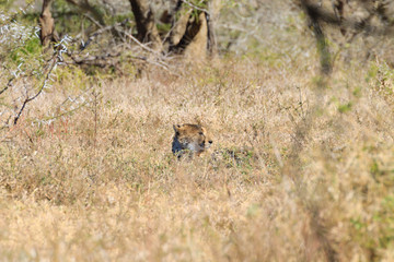 Cheetah close up from South Africa