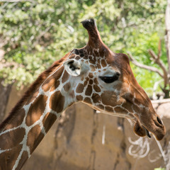 Giraffe © st_matty