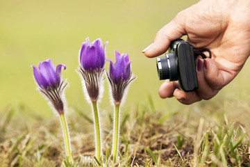 Nature macro photography - shot of purple flowers