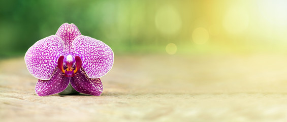 Naklejka na ściany i meble Harmony - website banner of purple orchid flower in Summer