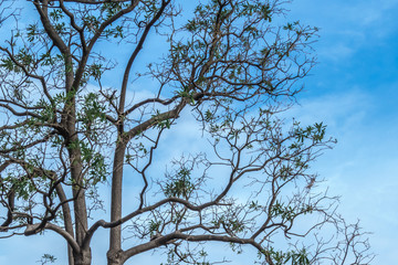 the tree in the park